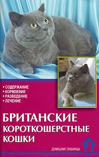 Ревокур - Британские короткошерстные кошки