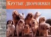 Уинн Уэлдон - Крутые дворняжки