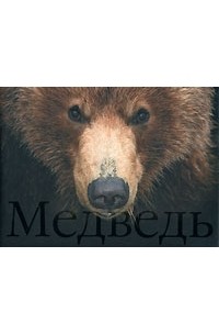 Медведь