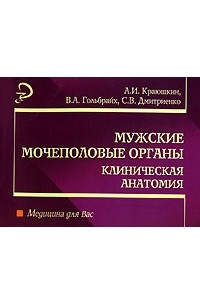  - Мужские мочеполовые органы. Клиническая анатомия