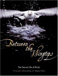  - Between the Wingtips: The Secret Life of Birds