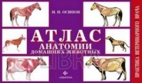 Осипов И. П. - Атлас анатомии домашних животных