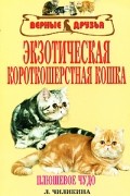 Людмила Чиликина - Экзотическая короткошерстная кошка