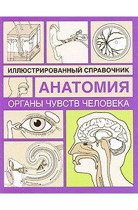 Органы чувств человека