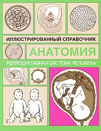 Грабовский В. - Репродуктивная система человека