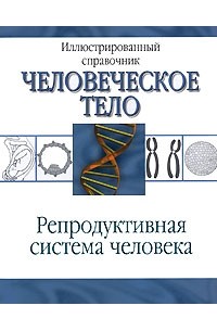 Репродуктивная система человека
