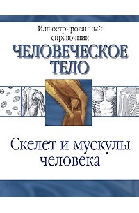 Скелет и мускулы человека