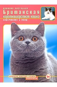 Британская короткошерстная кошка. Содержание и уход