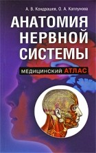Александр Кондрашев - Анатомия нервной системы