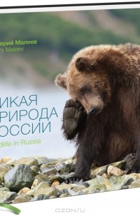 Дикая природа России