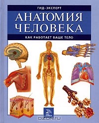 О. Иванова - Анатомия человека. Как работает ваше тело