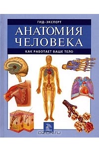 Анатомия человека. Как работает ваше тело
