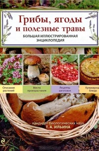 Т. А. Ильина - Грибы, ягоды и полезные травы