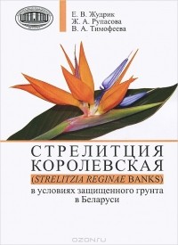  - Стрелитция королевская (Strelitzia reginae Banks) в условиях защищенного грунта в Беларуси