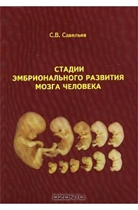 Стадии эмбрионального развития мозга человека