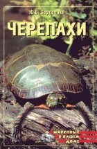 Юлия Сергиенко - Черепахи