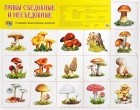 - Грибы съедобные и несъедобные. Познавательно-речевое развитие. Плакат
