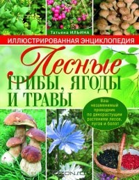 Т. А. Ильина - Лесные грибы, ягоды и травы