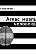 Савельев С.В. - Атлас мозга человека