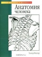 Уолтер Т. Фостер - Анатомия человека