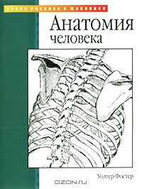 Уолтер Т. Фостер - Анатомия человека