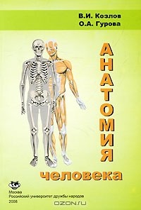  - Анатомия человека