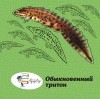 Дробенков С. М. - Обыкновенный тритон