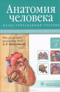  - Анатомия человека. Учебник. В 3 томах. Том 2. Спланхнология и сердечно-сосудистая система