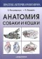  - Анатомия собаки и кошки