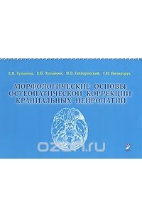  - Морфологические основы остеопатической коррекции краниальных нейропатий