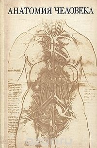Анатомия человека