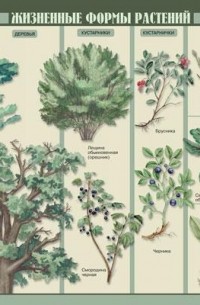 Жизненные формы растений. Таблица — Инна Агафонова, Л. Ю. Таценко