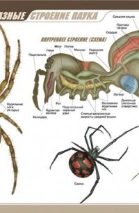 Строение Паукообразных Картинки