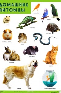 Домашние питомцы. Плакат