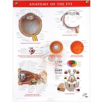 Фрэнк Неттер - Netter Anatomy Charts: Anatomy of the Eye Chart