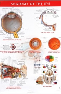 Фрэнк Неттер - Netter Anatomy Charts: Anatomy of the Eye Chart