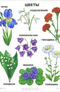 Цветы. Плакат