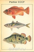 Рыбы СССР