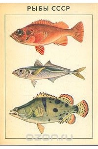 Рыбы СССР