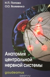 Анатомия центральной нервной системы