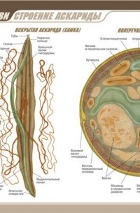 Аскарида системы. Внутреннее строение аскариды. Поперечный срез аскариды человеческой. Нервная система аскариды.