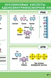 Нуклеиновые кислоты атф 10 класс биология. Схема структуры рнк. Нуклеиновые кислоты атф 10 класс тест. Нуклеиновые кислоты атф 10 класс тест. Азотистые основания входящие в состав днк и рнк.