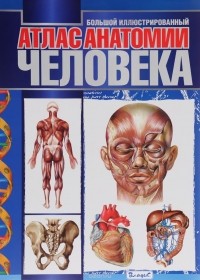  - Большой иллюстрированный атлас анатомии человека