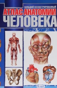 Большой иллюстрированный атлас анатомии человека