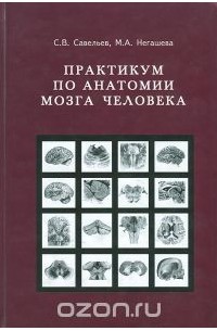 Практикум по анатомии мозга человека