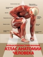 Анна Спектор - Большой иллюстрированный атлас анатомии человека