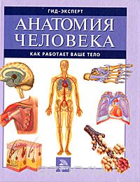 О. Иванова - Анатомия человека. Как работает ваше тело