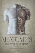 Анатомия фигуры человека.
