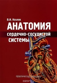 В. И. Козлов - Анатомия сердечно-сосудистой системы. Учебное пособие
