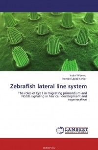  - Zebrafish lateral line system